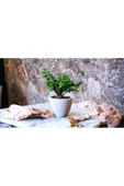 Şans Getiren Bonsai Ağacı Afra Para Bitkisi thumbnail 3