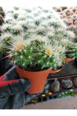 Saksılı Echinocactus Grusonii Cactus - Altın Fıçı Kaktüs (5.5 Luk Saksıda) thumbnail 2