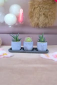 Üçlü taş saksıda kaktüs sukulent seti 01 thumbnail 3