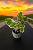 Mini Taş saksıda Cennet Yaprağı Bitkisi Muhteşem Kokulu 5.5 cm Plectranthus Coleoides 001 thumbnail 2