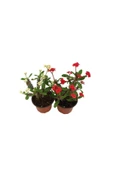 2'li Euphorbia Milli Dikenler Tacı Kırmızı Beyaz Çiçekli 20cm Iç Mekan Dekoratif Bitki thumbnail 1
