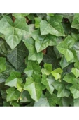 20-50 cm Duvar Sarmaşığı (Hedera helix) Fidanı - Kaya ve Duvarlar İçin Dayanıklı Tırmanıcı Bitki thumbnail 2