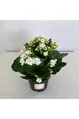 Kalanşo Çiçeği - Kalanchoe Çiçeği Beyaz thumbnail 2