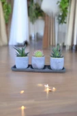 Üçlü taş saksıda kaktüs sukulent seti 01ad thumbnail 4