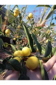 Limquat Limon Fidanı thumbnail 2