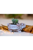 Taş Ejder Saksıda Sukulent thumbnail 2