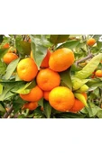 Mandalina Fidanı thumbnail 1