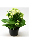 Beyaz Çiçekli Kalanşo ( Kalanchoe ) Çiçeği Ithal Büyük Boy - 1