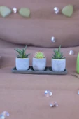 Üçlü taş saksıda kaktüs sukulent seti 01 thumbnail 6
