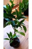 Yediveren Bodur Mandalina Fidanı - 1