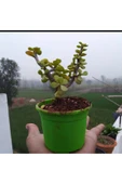Bonsai Para Ağacı Fidanı 8.5 Saksıda 15-20 cm - 2