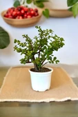 Orta Boy Para Bonsai Para Çiçeği 12 cm saksıda 001 thumbnail 1