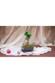 Muhteşem doğum günü hediyesi Bonsai thumbnail 1