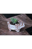 Taş Ejder Saksıda Sukulent thumbnail 1