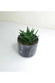 Haworthia 'limifolia' Mini Siyah Seramik Saksılı thumbnail 2