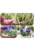 25 adet saksılık iris süsen soğanı Germany İris thumbnail 2
