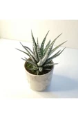 Haworthia Fasciata Alba Zebra Beyaz Seramik Saksılı thumbnail 2