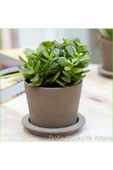 Para Ağacı Bereket, Iyi Şans Ve Para Çiçeği Crassula Ovata - 1