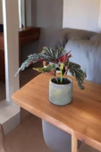 Çilli begonya dekoratif saksıda 012ahb - 4