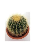 Saksılı Echinocactus Grusonii Cactus - Altın Fıçı Kaktüs (5.5 Luk Saksıda) thumbnail 1