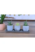 Üçlü taş saksıda kaktüs sukulent seti 01 thumbnail 2