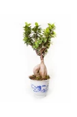 Ithal Bonsai - Ficus Ginseng | Adam Ağaç 2000gr Çini Desenli 25cm - 1