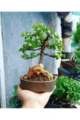 Bonsai Para Ağacı Dekoratif Saksıda thumbnail 3