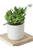 3 Adet Crassula Ovata Şans Para Çiçeği Şık Dekoratif Saksıda thumbnail 1