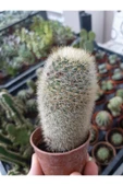 Karayip Mammillaria Ü thumbnail 2