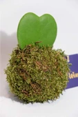 Kokedama Hoya Kerii thumbnail 1