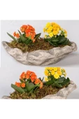 Dekoratif Kayık Saksıda kalanşo Kalanchoe thumbnail 2