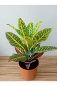 Kroton Çiçeği (codiaeum Variegatum) - 2