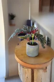 Çilli begonya dekoratif saksıda 012orci - 1
