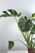 Deve Tabanı Büyük Boy Monstera Deliciosa 2 thumbnail 3