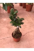 Ficus Ginseng Bonsai thumbnail 2