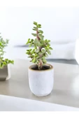 Mini Bonsai Para Ağacı Dekoratif Beton Saksıda 0866 - 3
