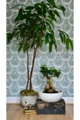 Dekoratif Saksıda Bonsai Ficus Gingseng 2500 gr Gövde 50 cm thumbnail 5