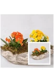 Dekoratif Kayık Saksıda kalanşo Kalanchoe thumbnail 1