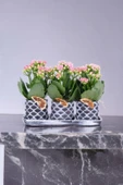 Dekoratif Taş saksılarda kalanşo bitkileri kalanchoe 001lpd - 1