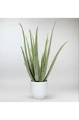 Dekoratif Saksıda Aloevera 7+9 Yaş thumbnail 2