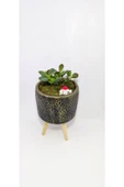 Dekoratif Desenli Saksıda Crassula - 2