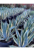 Agave Americana 12 cm Çapında Üretim Saksısında - 3