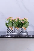 Dekoratif Taş saksılarda kalanşo bitkileri kalanchoe 001lpd - 2