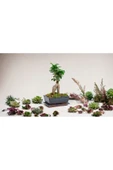 Hediyelik Bonsai özel saksıda thumbnail 1