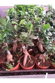 Ficus Ginseng Bonsai thumbnail 3