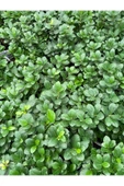 Ficus Microcarpa Ginseng Bonsai Orta Boy - 2