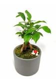 Dekoratif Desenli Saksıda Mini Bonsai - 4