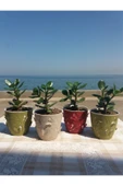 Crassula Ovata- Para Çiçeği- Bereket Bitkisi- 13-18 Cm 8 Aylık thumbnail 6