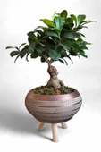 Ficus Ging Seng Bonsai Ayaklı Saksı da thumbnail 3
