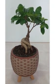 Ayaklı Dekoratif Taş Saksıda Bonsai thumbnail 3